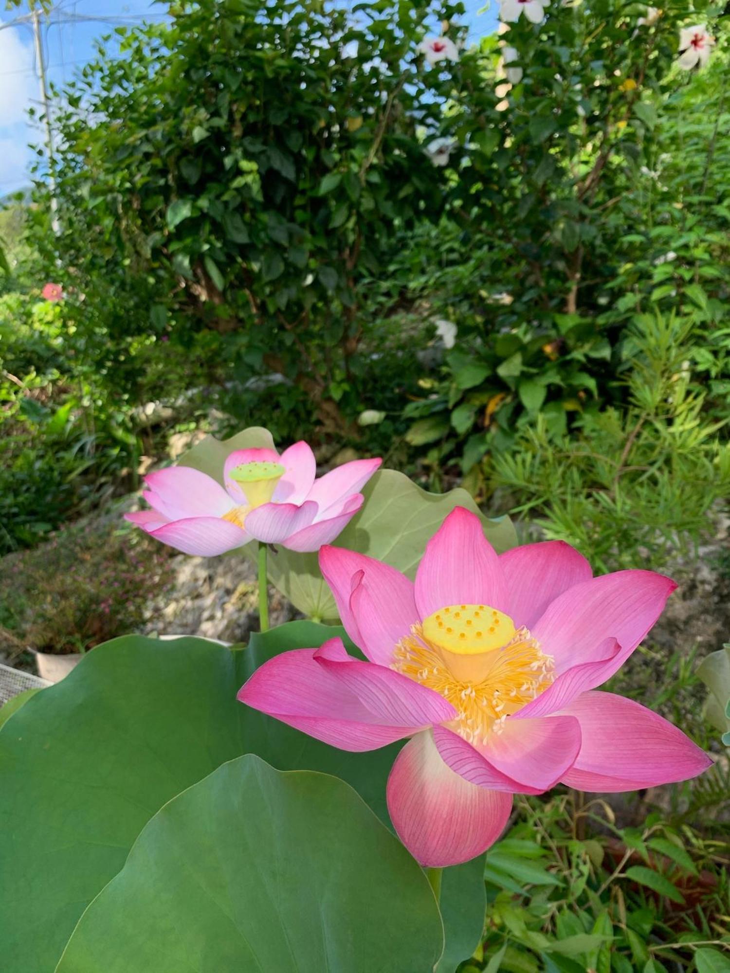 Rumah pedesaan Oasis