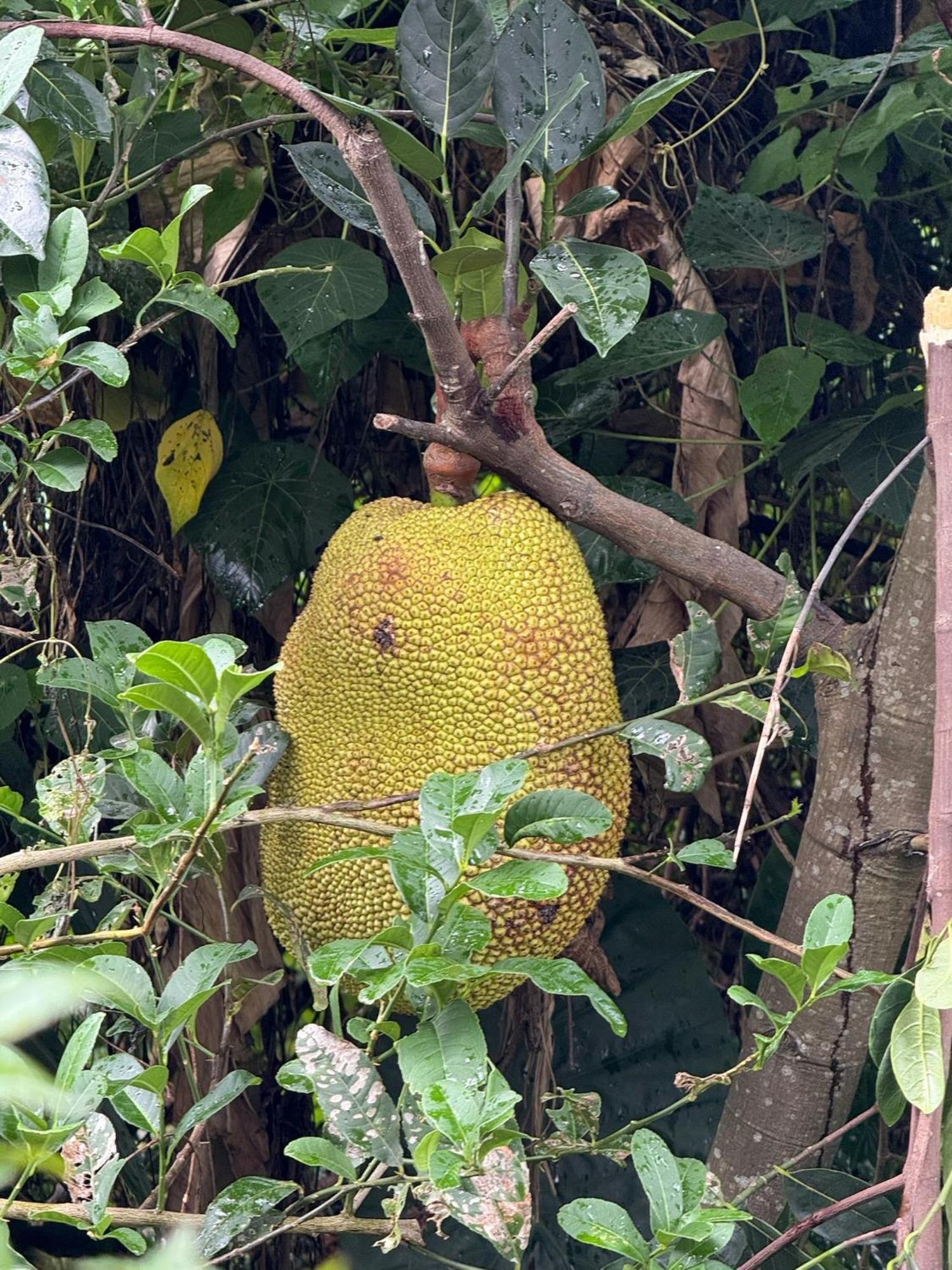 Rumah pedesaan Oasis